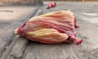 a dead flower lying on the ground